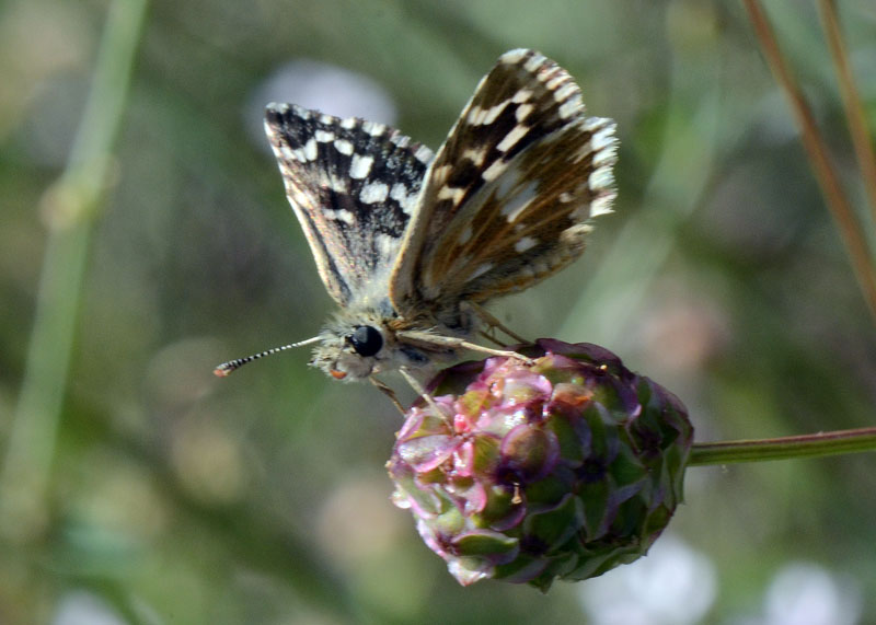 Pyrgus malvoides ?